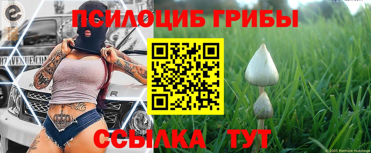дарнет шоп  Псилоцибиновые грибы GOLDEN TEACHER  Вход с VPN  Рославль 